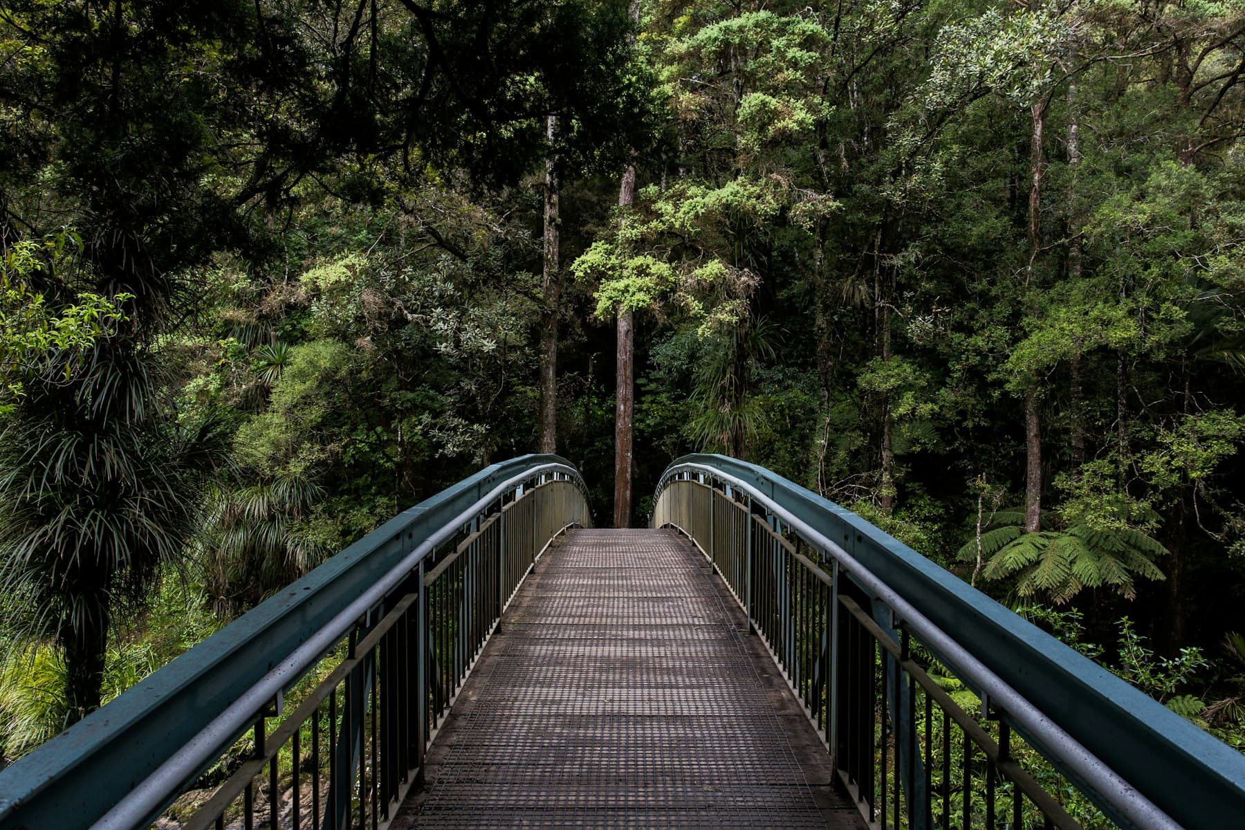 Rainforest lodge clearing under tropical canopy.